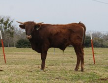 UNNAMED BULL 19/2