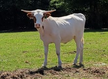 G43 HEIFER