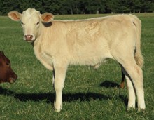 Bullcalf 20/3