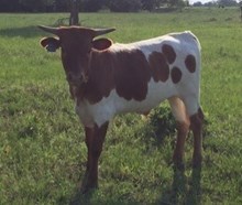 SHADY COWLICK