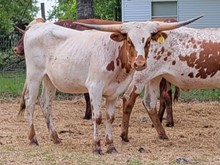 Y14 HEIFER