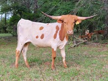 Y81 HEIFER