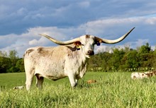 SDR SAFARI ALTHA